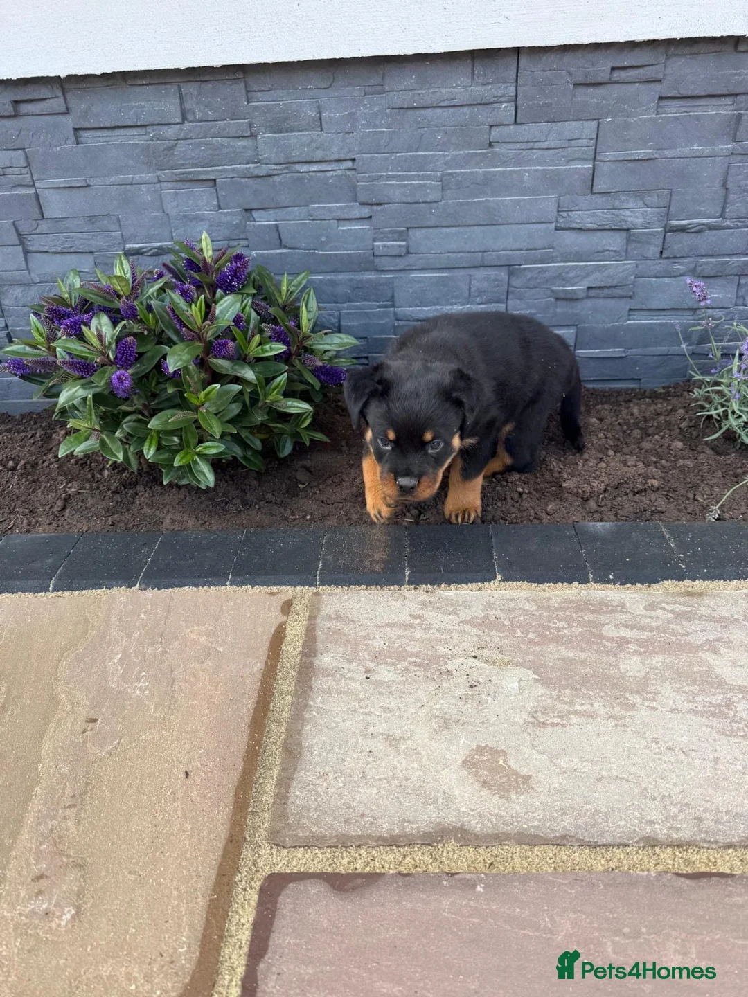 Rottweiler dogs for sale: FULLKC GERMAN LINES🏆💙 2BOYS LICENSED BREEDER 5⭐️ - Advert 31