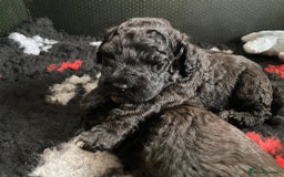 Portuguese Water Dog dogs for sale: Portuguese Water Dog Puppies For Sale - Image 1