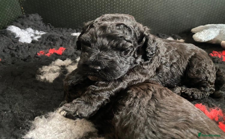 Portuguese Water Dog dogs - Advert 1