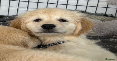 Golden Retriever dogs - Advert 2