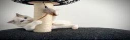 Ragdoll cats for sale: Only one kitten left! Don’t miss out! - Advert 21
