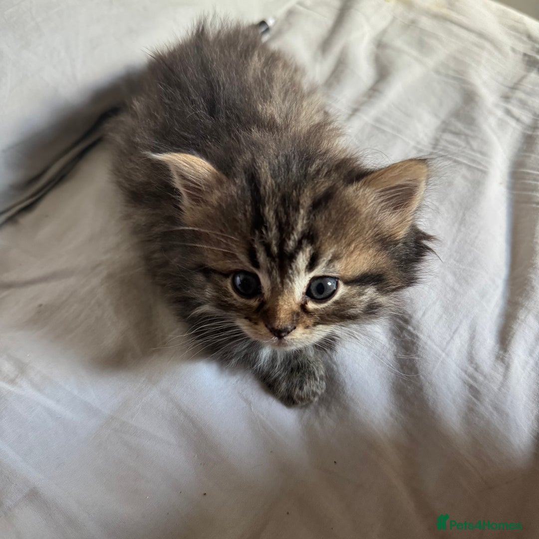 Persian cats for sale: Persian Litter of 4 for new loving home! - Advert 11