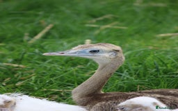 Emus poultry for sale: 2 Sexed Male Rhea - Image 2