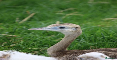 Emus poultry - Advert 7
