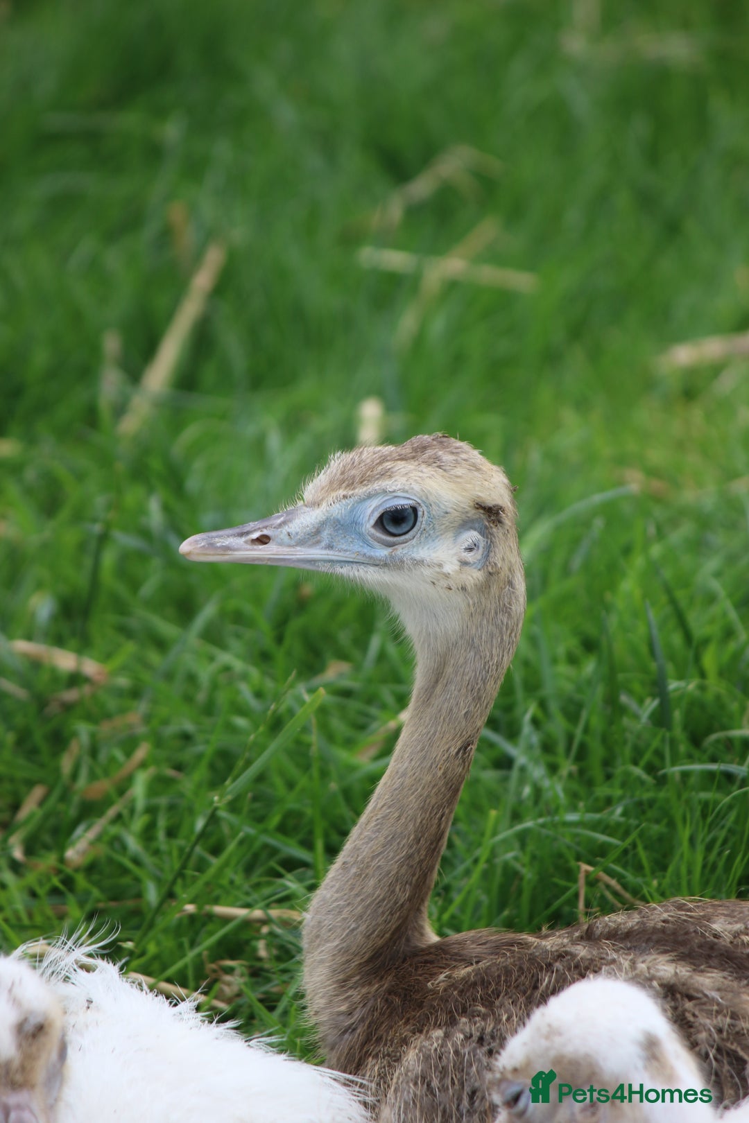Emus poultry for sale: 2 Sexed Male Rhea - Image 2