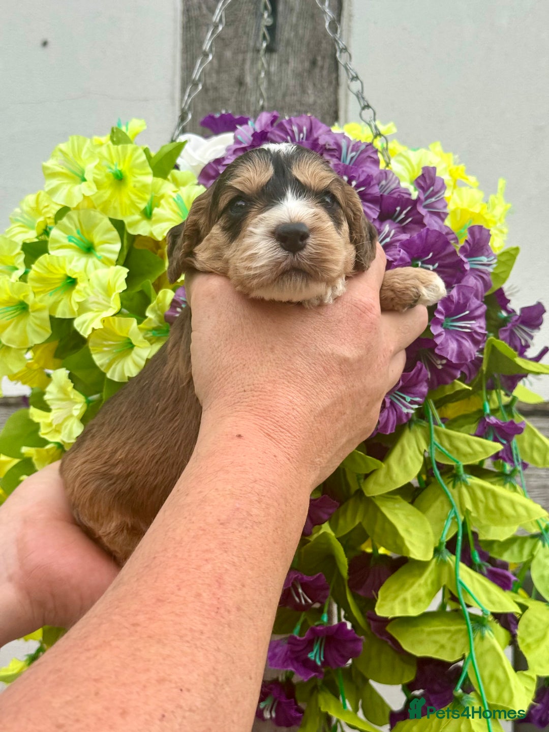 Cockapoo dogs for sale: 7 F1 exquisite dna tested clear Cockerpoos - Image 6