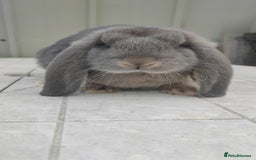 French Lop rabbits for sale: Beautiful french lop girl - Image 1