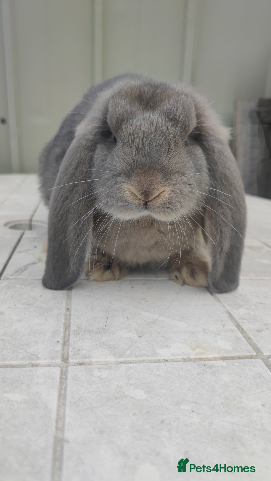 French Lop rabbits for sale: Beautiful french lop girl - Image 1