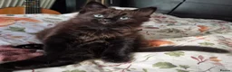 Mixed Breed cats for sale: 8 week old black half maine coone half tabby in Welwyn Garden City - Advert 32