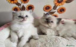 Ragdoll cats for sale: Registered male Ragdoll kittens  - Image 9