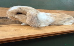Mini Lop rabbits for sale: MINI LOP BUNNIES PEDIGREE  - Image 20