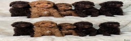 Cavapoochon dogs for sale: BEAUTIFUL CAVAPOOCHON PUPPYS HEALTH TESTED - Advert 2