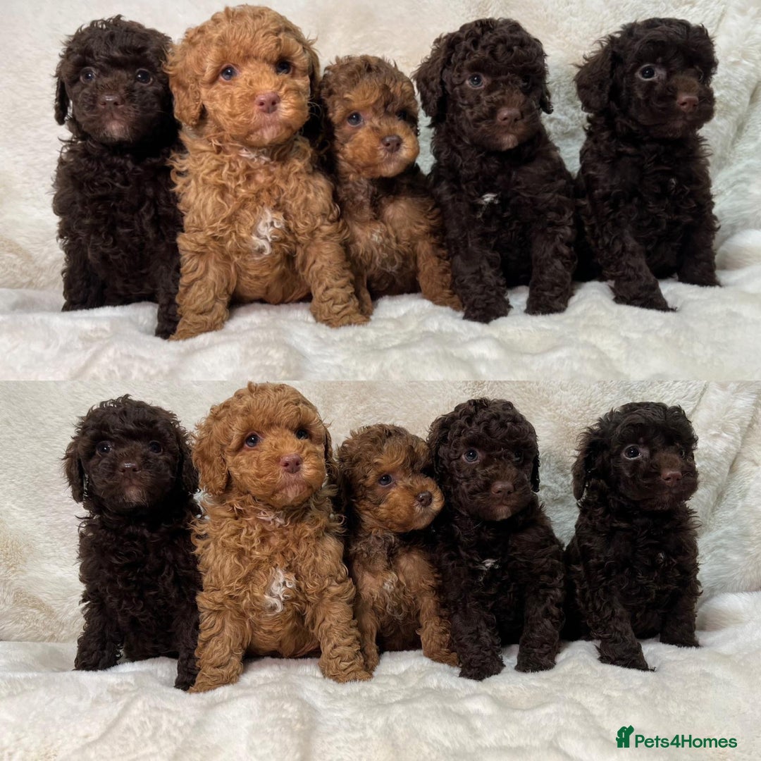 Cavapoochon dogs for sale: BEAUTIFUL CAVAPOOCHON PUPPYS HEALTH TESTED - Advert 2