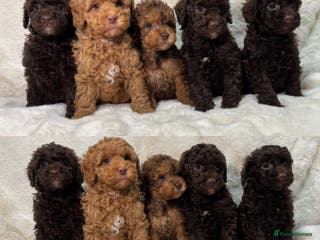 Cavapoochon dogs BEAUTIFUL CAVAPOOCHON PUPPYS HEALTH TESTED - Advert 2