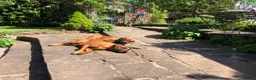 Rhodesian Ridgeback dogs for sale: Rhodesian Ridgebacks: Exceptional, 4th Generation - Advert 9
