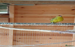 Parrots birds for sale: Beautiful bonded pair.ready.10 mnths old.nr watton - Image 6