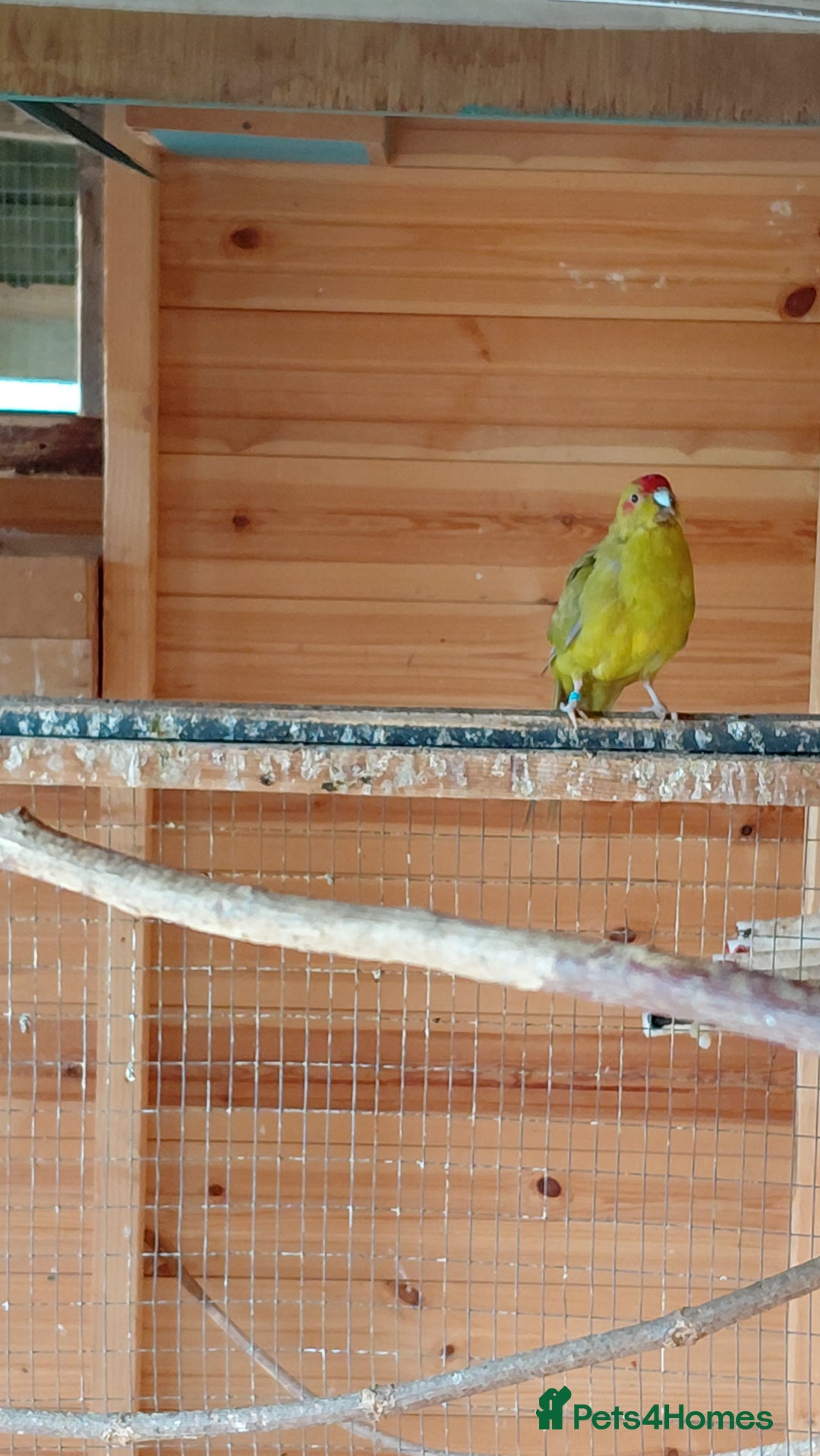 Parrots birds for sale: Beautiful bonded pair.ready.10 mnths old.nr watton - Image 6