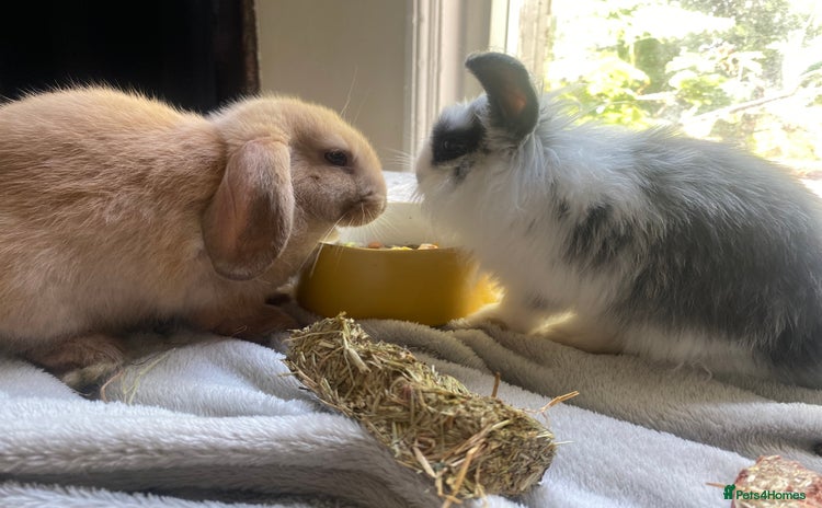 Lionhead rabbits - Advert 15