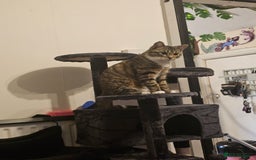 Ragcoon cats for sale: 2 Male kittens looking for forever homes  - Image 27