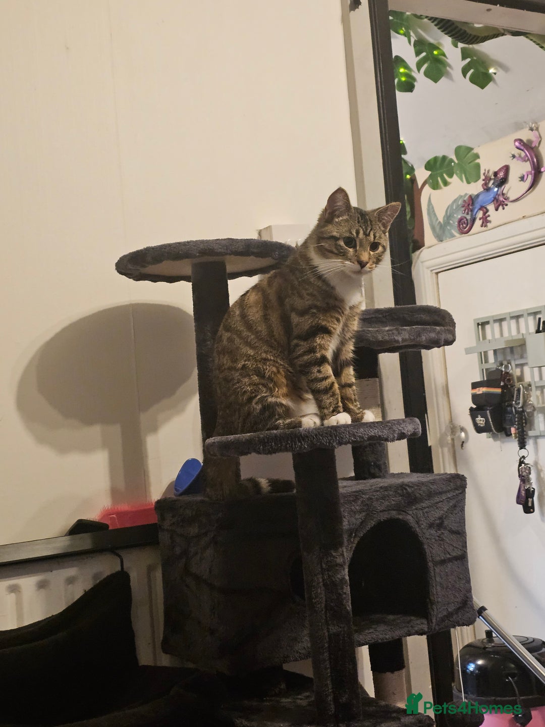 Ragcoon cats for sale: 2 Male kittens looking for forever homes  - Image 27