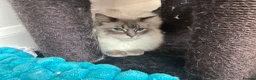 Ragdoll cats for sale: Re home our two ragdoll cats.  in Northampton - Advert 5