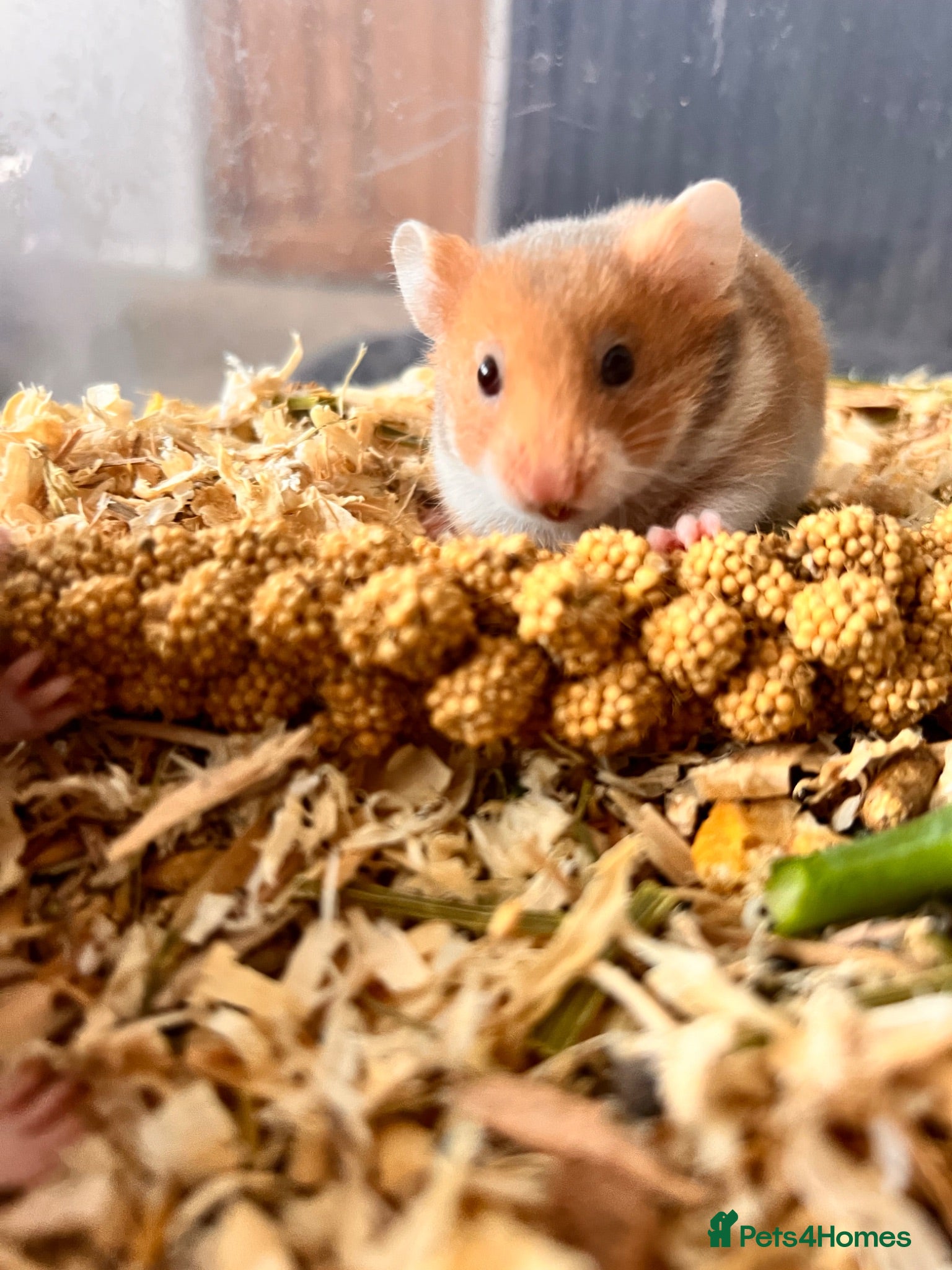 Hamster rodents Syrian hamster babies - Advert 1