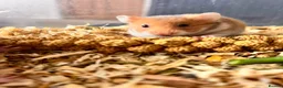 Hamster rodents for sale: Syrian hamster babies in Andover - Advert 1