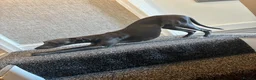 Mixed Breed dogs for sale: Whippet x Jack Russell in Gillingham - Advert 1