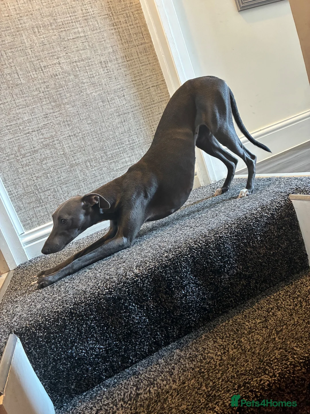 Mixed Breed dogs for sale: Whippet x Jack Russell in Gillingham - Advert 1