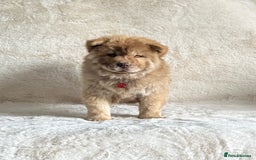 Chow Chow dogs for sale: Exotic colour chowsky puppies for sale  - Image 11