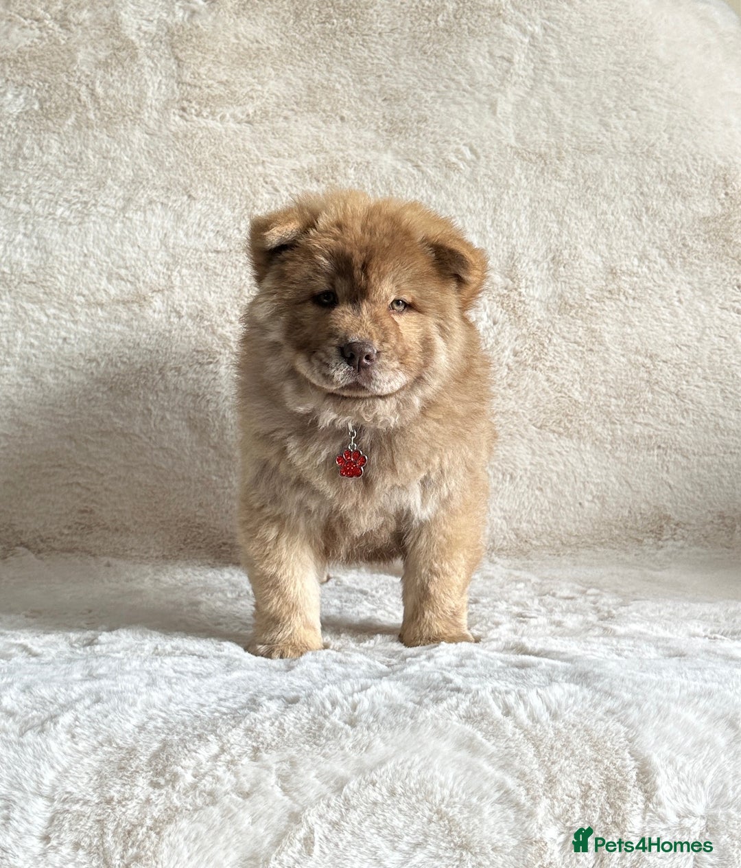 Chow Chow dogs for sale: Exotic colour chowsky puppies for sale  - Image 11