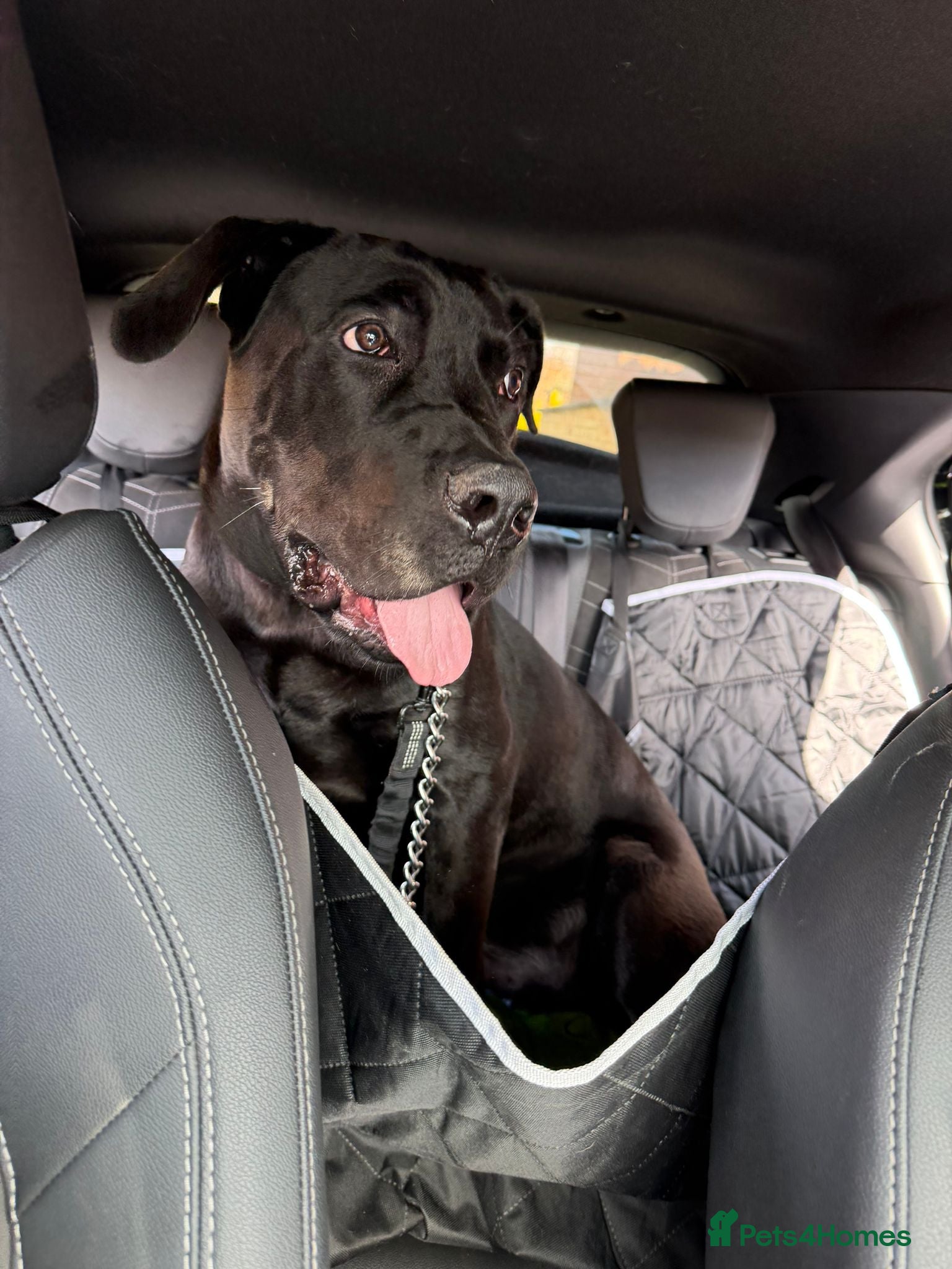 Cane Corso dogs Lovely puppy  - Advert 3