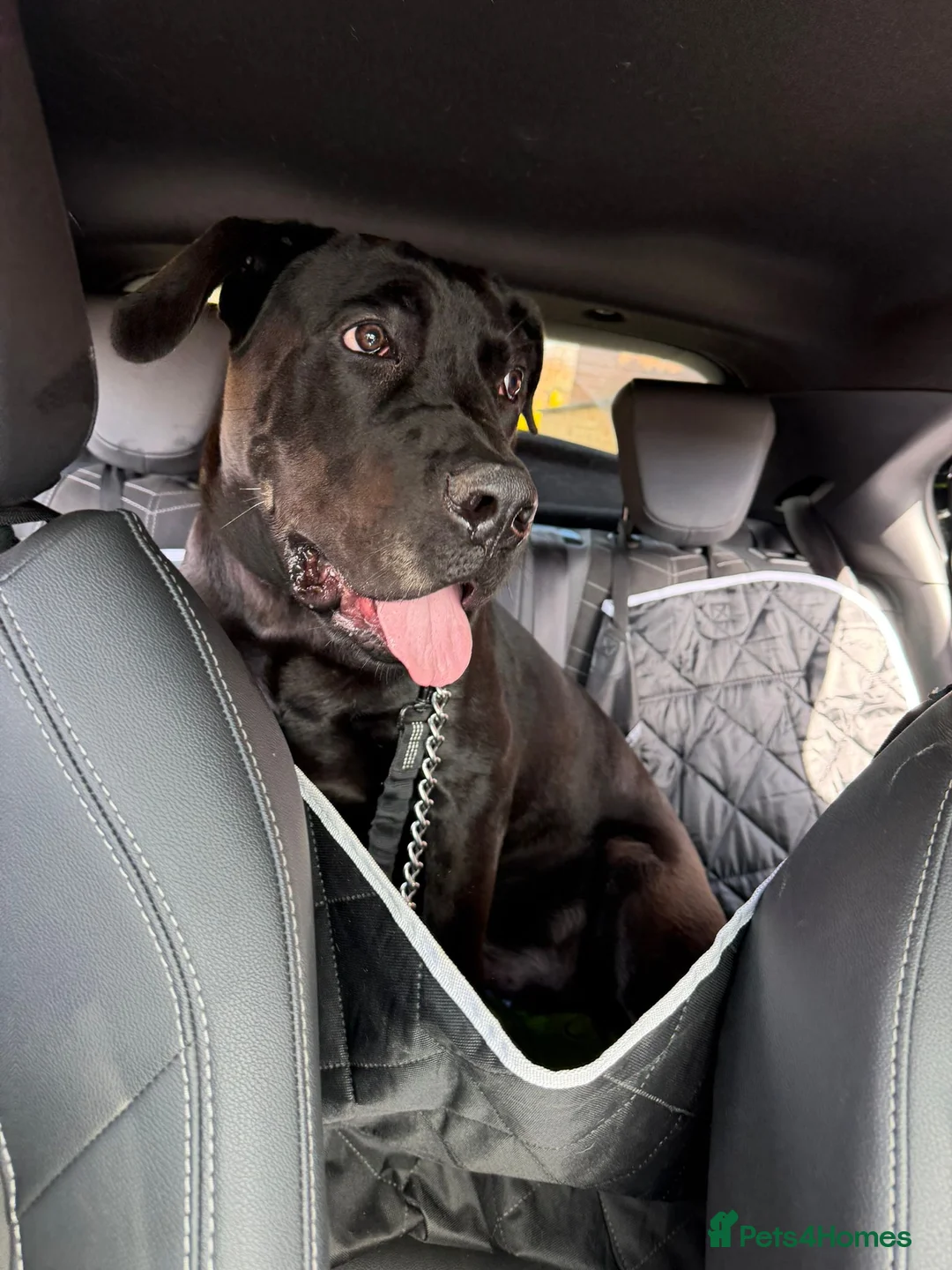 Cane Corso dogs for sale: Lovely puppy  - Advert 1