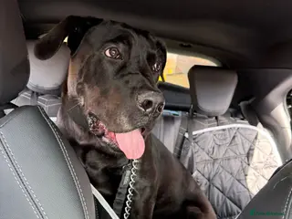 Cane Corso dogs Lovely puppy - Advert 3