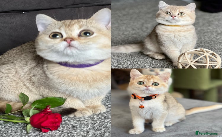 British Shorthair cats - Advert 4
