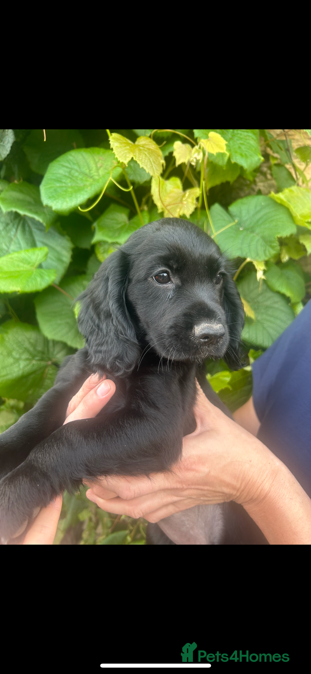Cocker Spaniel dogs for sale: KC registered working Cocker Spaniel puppies - Image 24