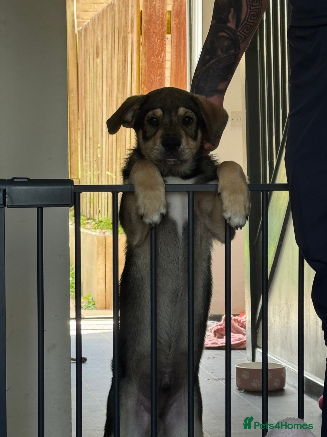 Mixed Breed dogs for sale: 5 month old Rottweiler x Japanese Akita puppy - Image 2