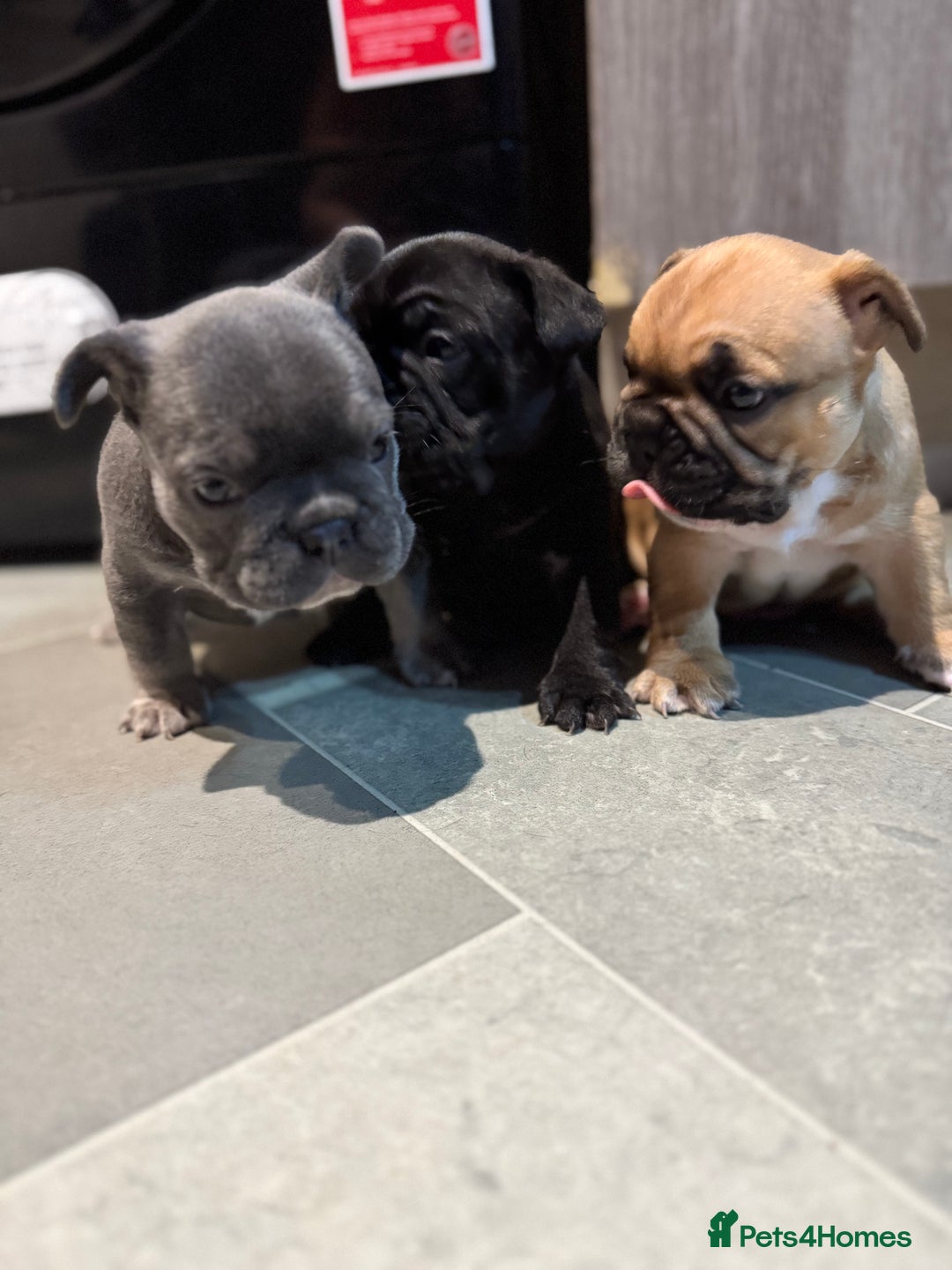 French Bulldog dogs for sale:  AMAZING PUPS  - Advert 21