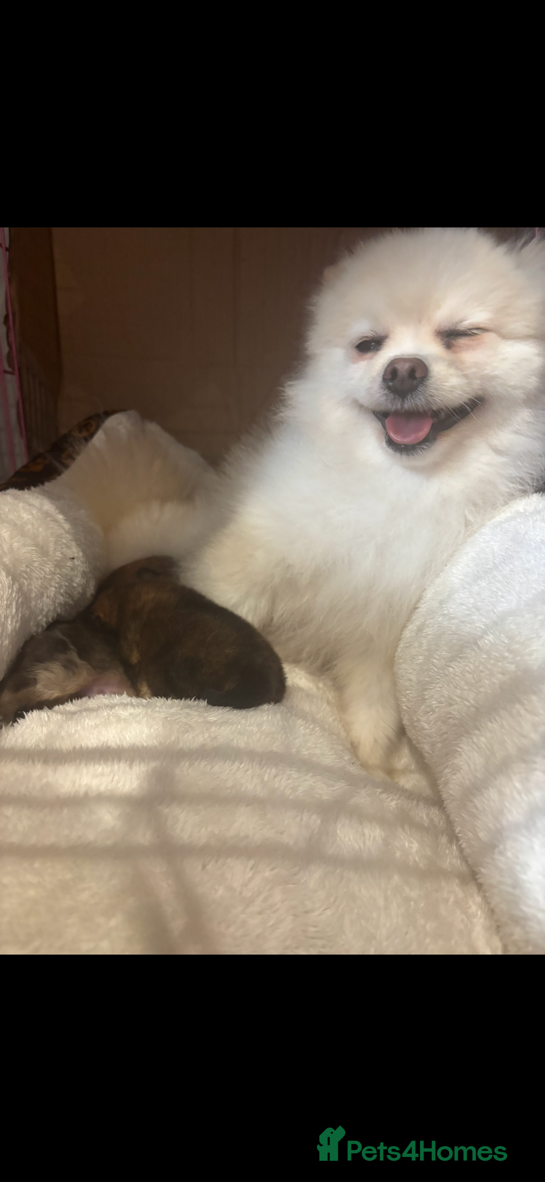 Pomeranian dogs for sale: Kc registered Pomeranians  - Image 2