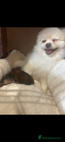 Pomeranian dogs - Advert 16
