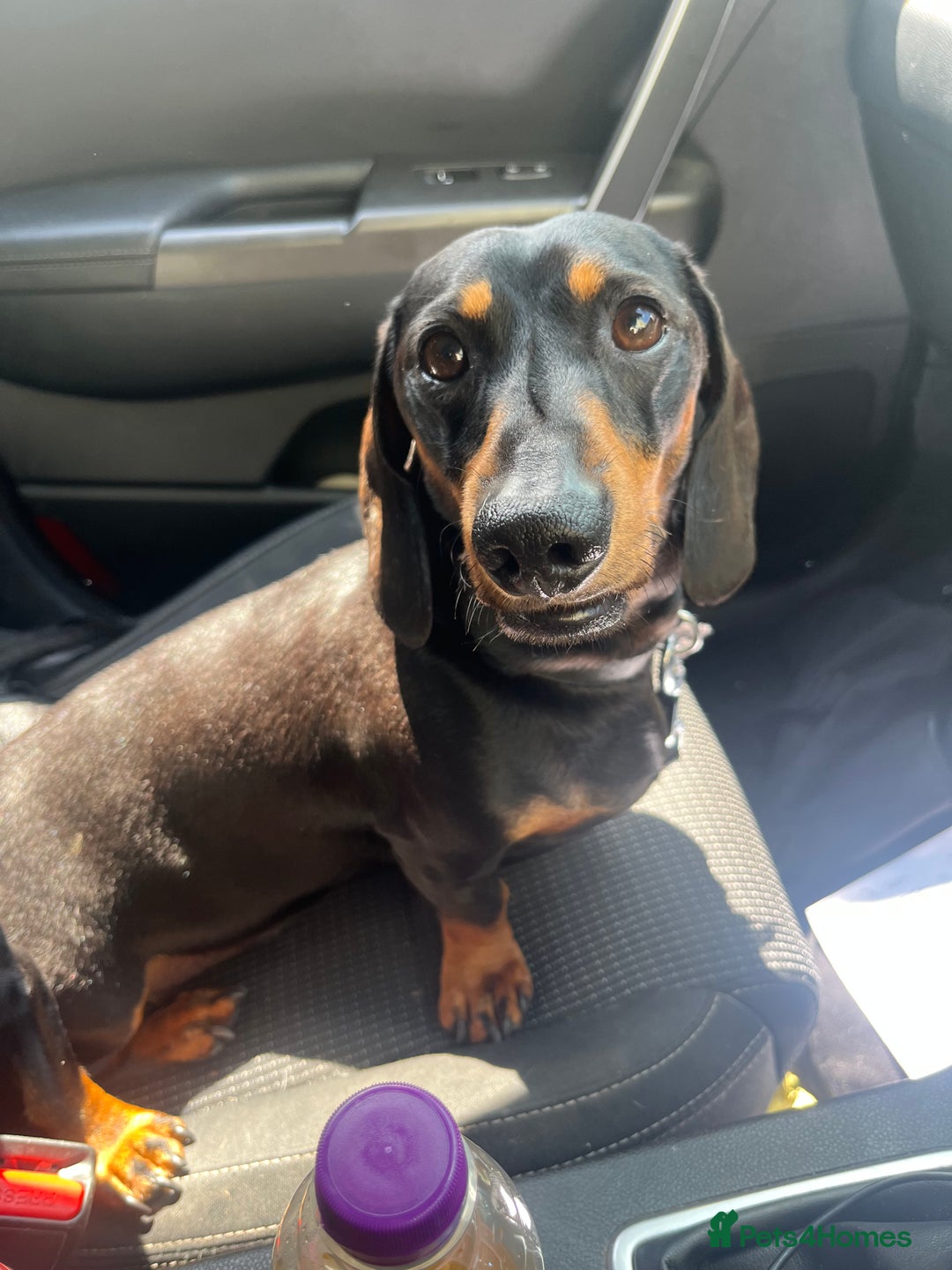 Dachshund dogs for stud: Handsome boy ready to stud  - Advert 5