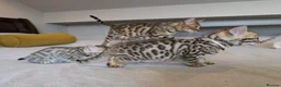Bengal cats for sale: 🤍🤎🖤 GORGEOUS BENGAL KITTENS 🖤🤎🤍 - Advert 4