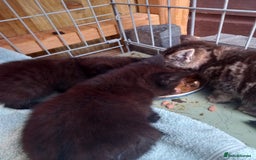 Mixed Breed cats for sale: 5 kittens 2 males 3 females - Image 5