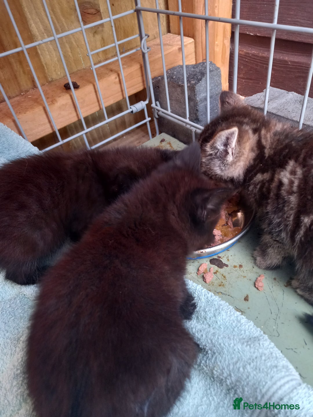 Mixed Breed cats for sale: 5 kittens 2 males 3 females - Image 5