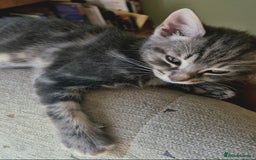 Mixed Breed cats for sale: Adorable 7 Mixed Breed Kittens 🐾 - Image 11