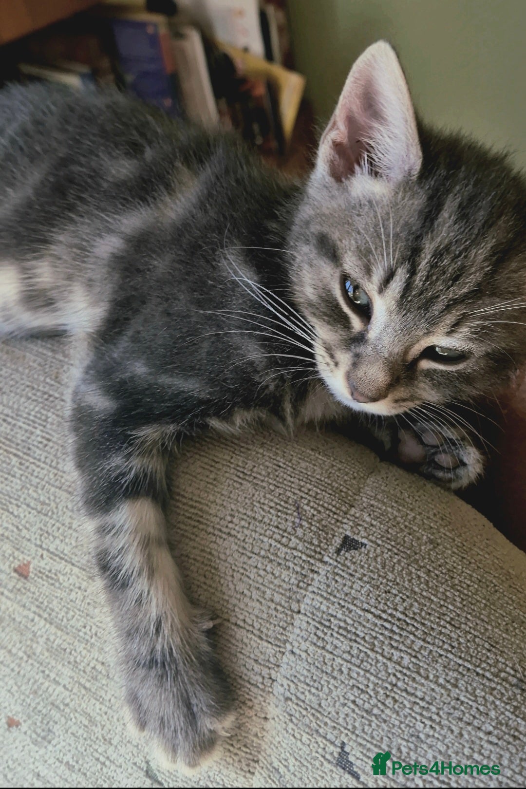 Mixed Breed cats for sale: Adorable 7 Mixed Breed Kittens 🐾 - Image 11