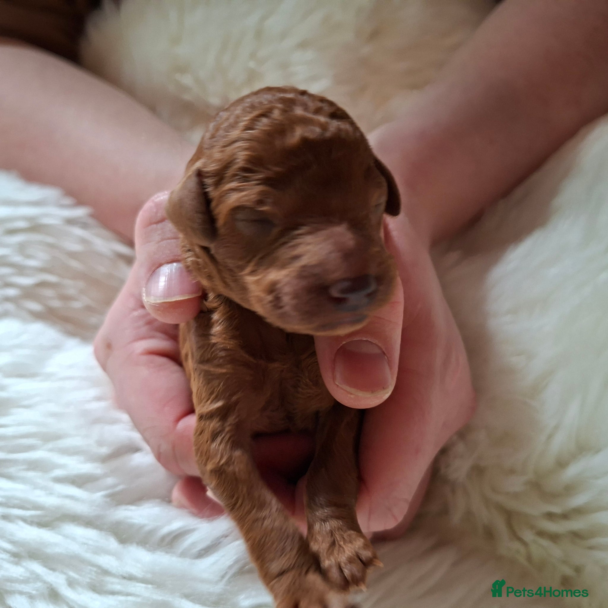 Standard Poodle dogs Exquisite St Poodle Puppies From Fully Health Test - Advert 3