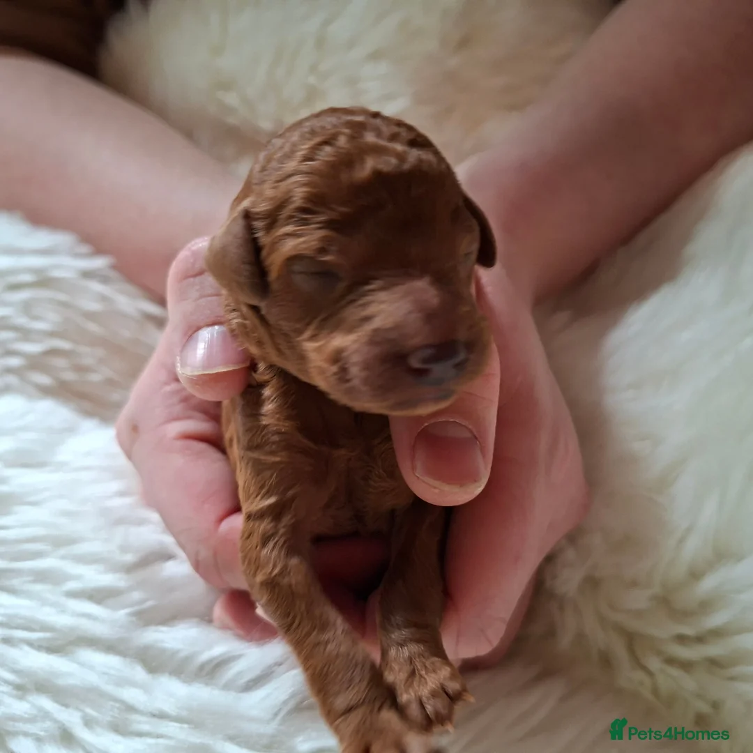 Standard Poodle dogs for sale: Exquisite St Poodle Puppies From Fully Health Test - Advert 1