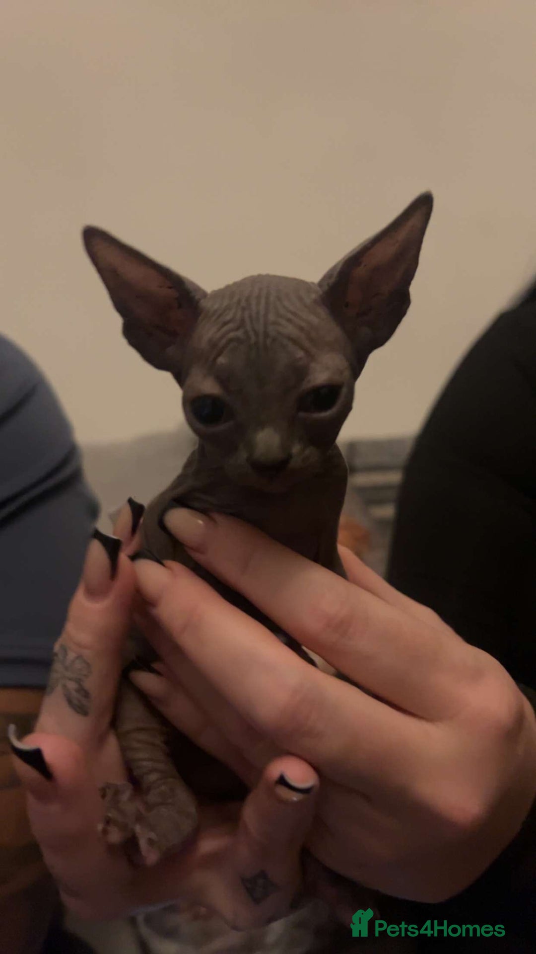 Sphynx cats for sale: Sphinx kittens  - Advert 5