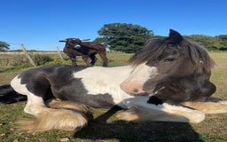 Irish Cob horses for sale: Mothers Dream - Advert 8